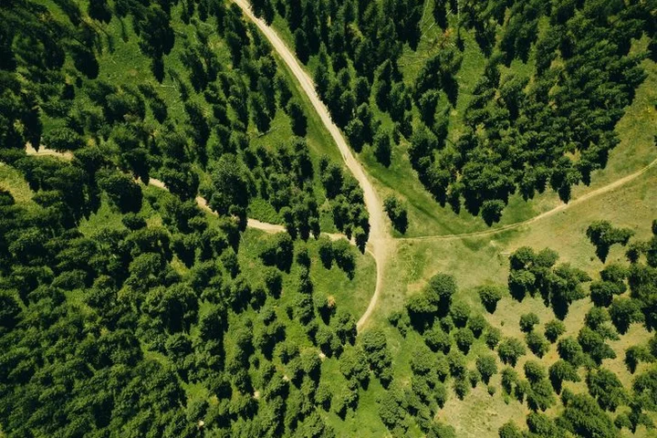 Aerial view of a forest stand cut through by trails